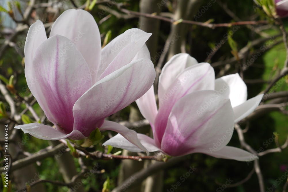 Kwitnąca różowa magnolia. Zbliżenie różowych kwiatów magnolii. Delikatne kwiaty magnolii. Kwitnąca różowa magnolia. Zbliżenie różowych kwiatów magnolii. Delikatne kwiaty magnolii.