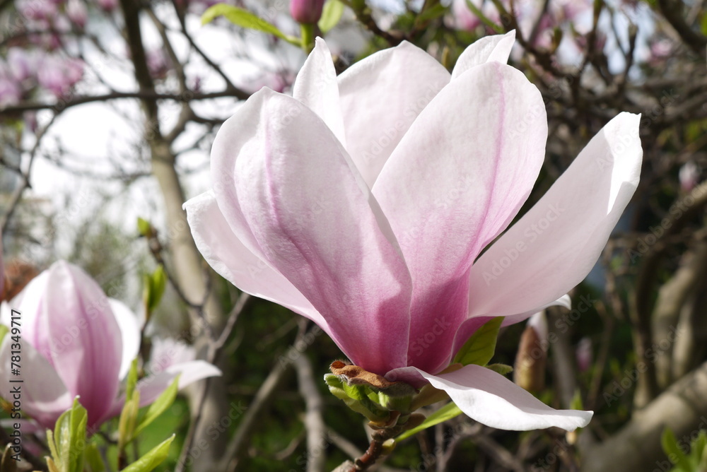 Kwitnąca różowa magnolia. Zbliżenie różowych kwiatów magnolii. Delikatne kwiaty magnolii. Kwitnąca różowa magnolia. Zbliżenie różowych kwiatów magnolii. Delikatne kwiaty magnolii.