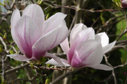 Kwitnąca różowa magnolia. Zbliżenie różowych kwiatów magnolii. Delikatne kwiaty magnolii. © Currentofimages