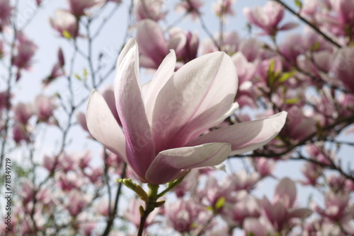 Kwitn  ca r    owa magnolia. Zbli  enie r    owych kwiat  w magnolii. Delikatne kwiaty magnolii.