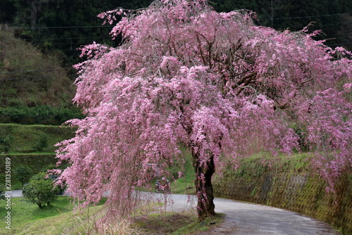 頓定のしだれ桜 （高知県 香美市）