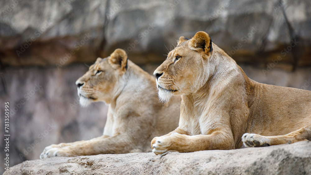 Fototapeta premium Löwen im Dresdner Zoo