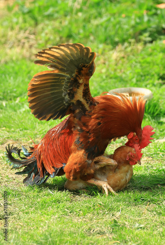Hen and rooster on the farm