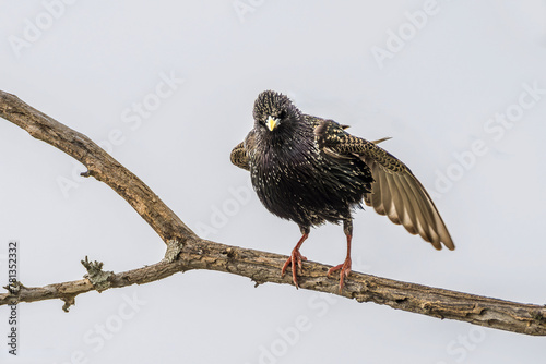 Starling perched on the branch of a dead tree