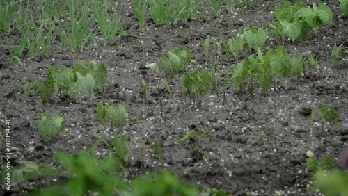 The garden is bombarded with hailstones. But the hardy plants withstand the onslaught of icy projectiles