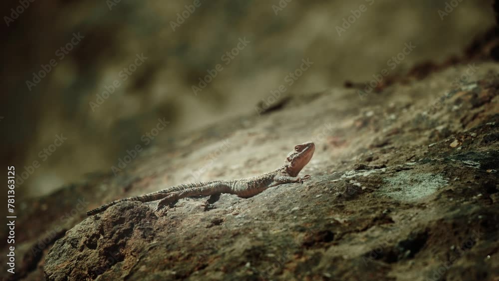 Close-up of spiny-tailed lizard Standing on a rock and looking around Close-up of spiny-tailed lizard Standing on a rock and looking around