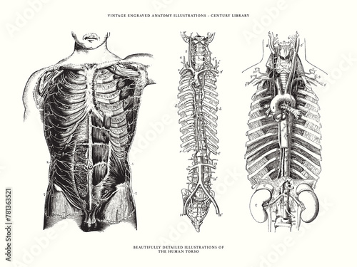 Set of Human Anatomy Illustrations - The Torso, Spine and Ribs