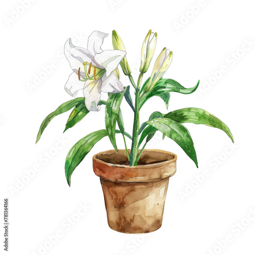 A watercolor illustration of an Alcatraz lily in a pot