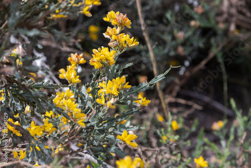 Baccharis trimera or genista tridentata, known as carqueija flower, spontaneous yellow flower widely found in the Iberian Peninsula from wastelands used for medicinal purposes, teas and infusions.