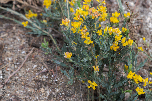 Baccharis trimera or genista tridentata, known as carqueija flower, spontaneous yellow flower widely found in the Iberian Peninsula from wastelands used for medicinal purposes, teas and infusions.