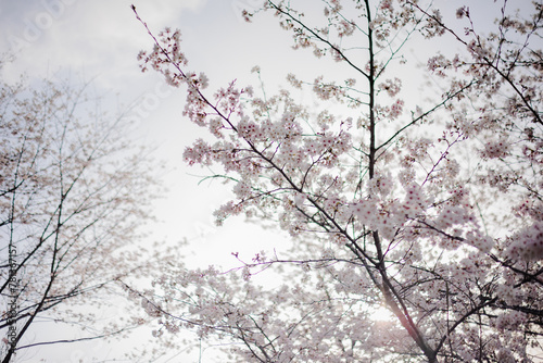 Cherry blossom in Japan. It is not AI generative image.