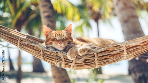 A peaceful cat naps in a hammock ,relaxation and the carefree spirit of island life. photo