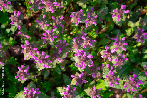 Spring landscape - corydalis