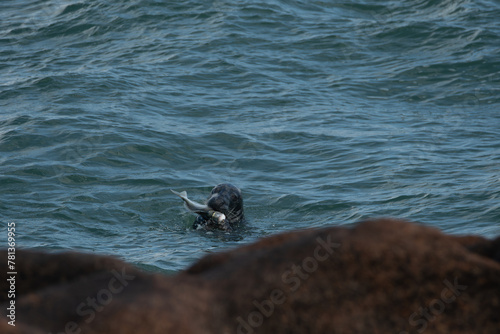 Un phoque gris qui mange un gros poisson photo