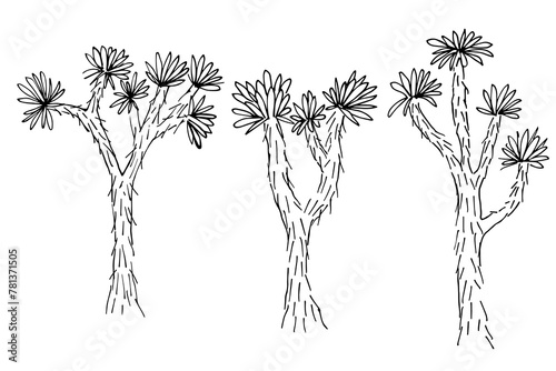 Joshua tree ink sketch hand drawn vector illustration on isolated background. Minimalist line art of yucca plant, desert nature of American southwest. Design element for card, label, logo, paper, sign photo