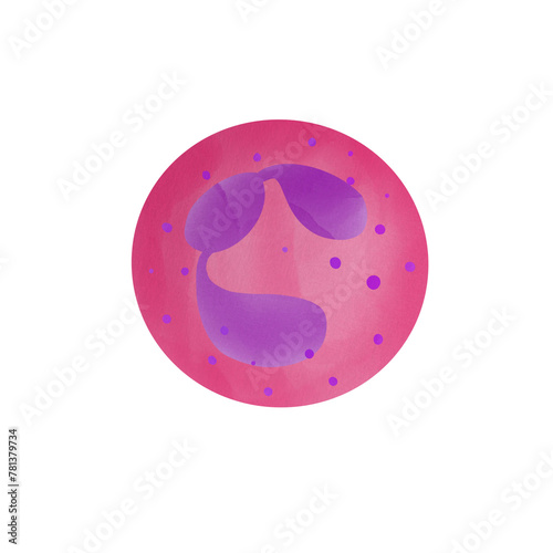 Segmented neutrophil isolate illustration