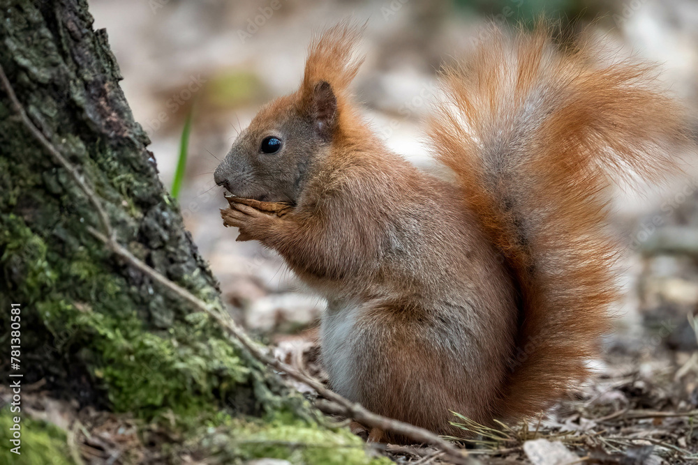 Red squirrel eating a nut in the park Red squirrel eating a nut in the park
