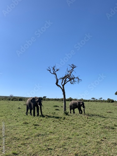 Photography elephants on the Masai Mara