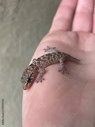 small lizard with newly growing tail on side of a hand