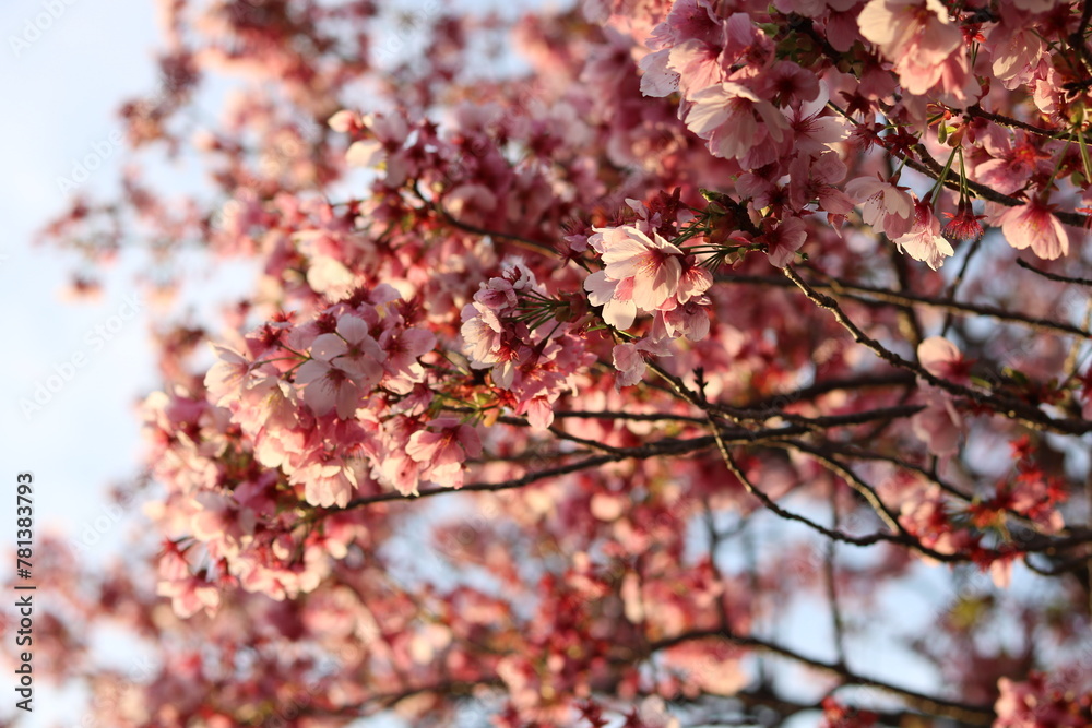 Pink cherry trees illuminated by the setting sun Pink cherry trees illuminated by the setting sun