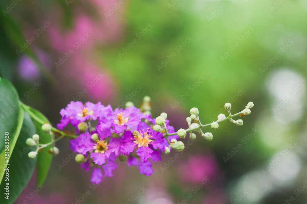 Fototapeta premium Purple flowers on a natural background (Petria Volubilis)