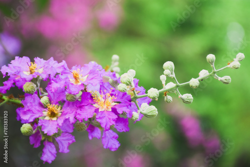 Purple flowers on a natural background (Petria Volubilis) © Aphisith