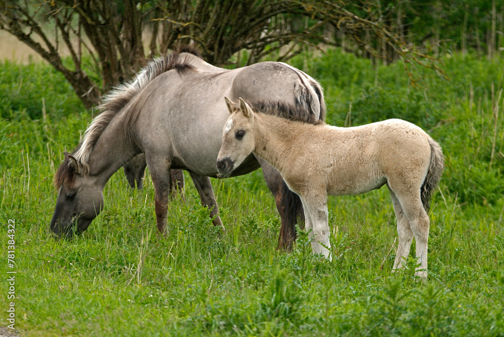 Cheval sauvage d'Europe, Tarpan , Equus caballus, réserve d’Oostvaardersplassen, Pays Bas