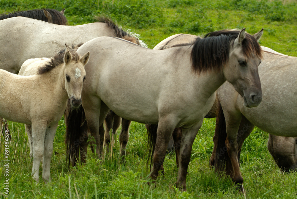 Cheval sauvage d'Europe, Tarpan , Equus caballus, réserve d’Oostvaardersplassen, Pays Bas