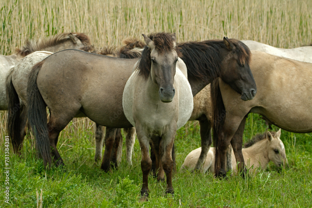 Cheval sauvage d'Europe, Tarpan , Equus caballus, réserve d’Oostvaardersplassen, Pays Bas Cheval sauvage d'Europe, Tarpan , Equus caballus, réserve d’Oostvaardersplassen, Pays Bas