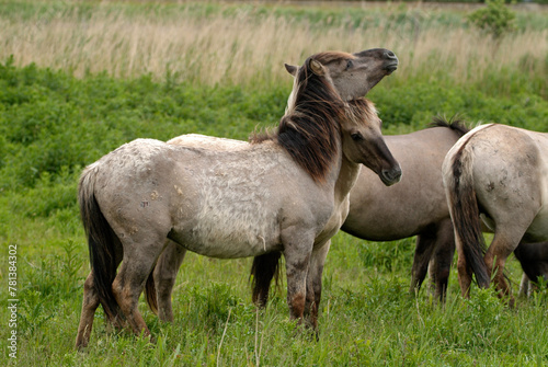 Cheval sauvage d'Europe, Tarpan , Equus caballus, réserve d’Oostvaardersplassen, Pays Bas