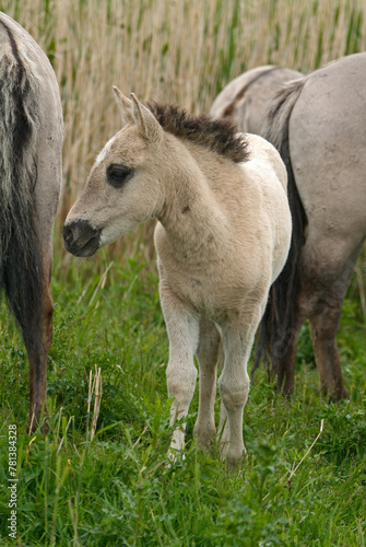 Cheval sauvage d'Europe, Tarpan , Equus caballus, réserve d’Oostvaardersplassen, Pays Bas