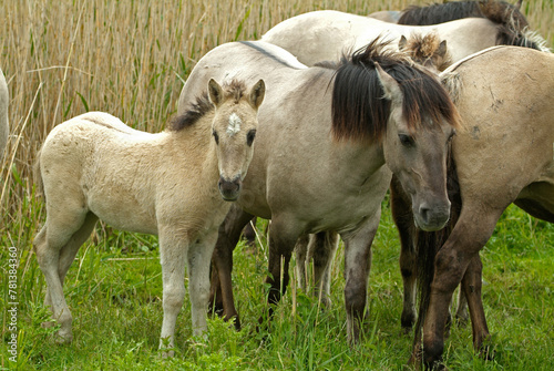 Fototapeta Naklejka Na Ścianę i Meble -  Cheval sauvage d'Europe, Tarpan , Equus caballus, réserve d’Oostvaardersplassen, Pays Bas