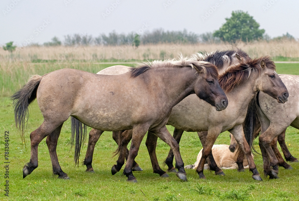 Cheval sauvage d'Europe, Tarpan , Equus caballus, réserve d’Oostvaardersplassen, Pays Bas Cheval sauvage d'Europe, Tarpan , Equus caballus, réserve d’Oostvaardersplassen, Pays Bas