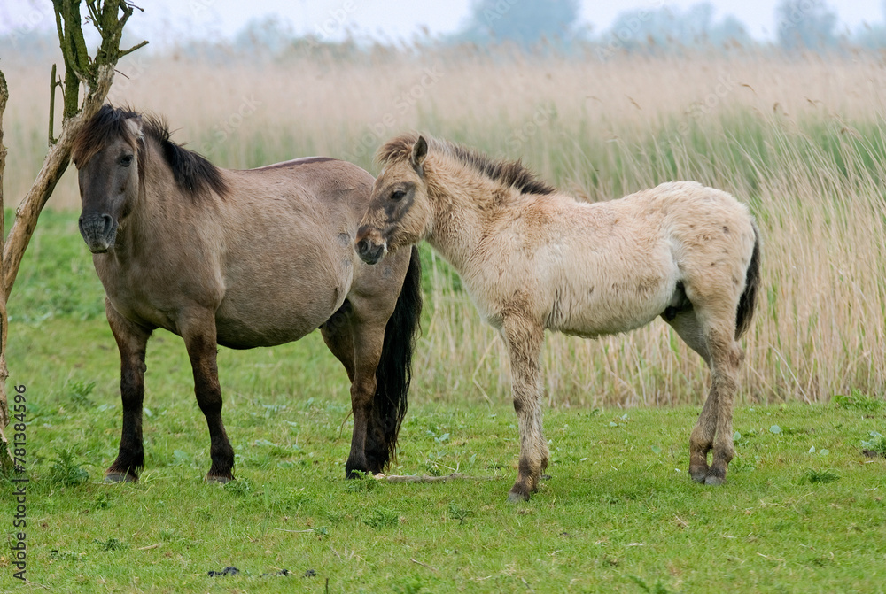 Cheval sauvage d'Europe, Tarpan , Equus caballus, réserve d’Oostvaardersplassen, Pays Bas Cheval sauvage d'Europe, Tarpan , Equus caballus, réserve d’Oostvaardersplassen, Pays Bas