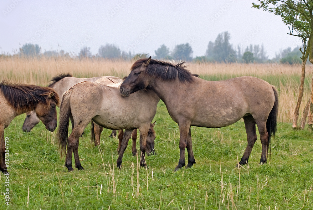 Cheval sauvage d'Europe, Tarpan , Equus caballus, réserve d’Oostvaardersplassen, Pays Bas Cheval sauvage d'Europe, Tarpan , Equus caballus, réserve d’Oostvaardersplassen, Pays Bas