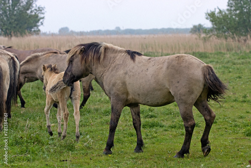 Cheval sauvage d'Europe, Tarpan , Equus caballus, réserve d’Oostvaardersplassen, Pays Bas © JAG IMAGES