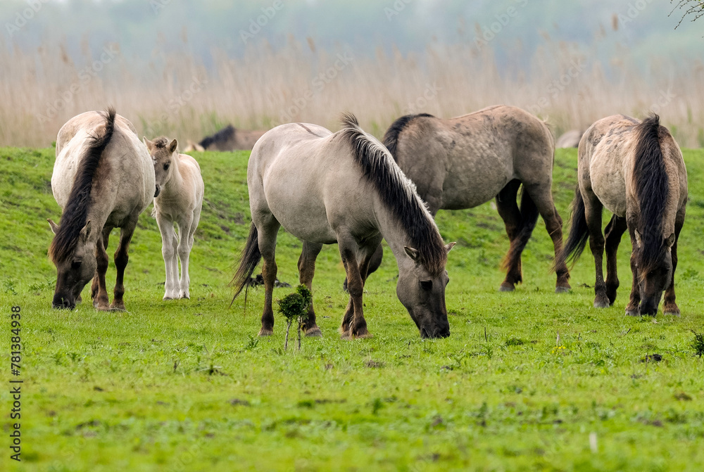 Cheval sauvage d'Europe, Tarpan , Equus caballus, réserve d’Oostvaardersplassen, Pays Bas Cheval sauvage d'Europe, Tarpan , Equus caballus, réserve d’Oostvaardersplassen, Pays Bas