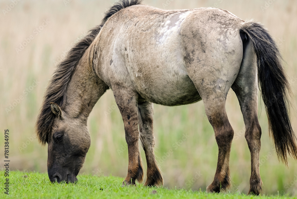 Cheval sauvage d'Europe, Tarpan , Equus caballus, réserve d’Oostvaardersplassen, Pays Bas Cheval sauvage d'Europe, Tarpan , Equus caballus, réserve d’Oostvaardersplassen, Pays Bas