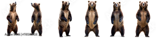 Graceful grizzly bear standing up, isolated on transparent background. Powerful wildlife moment captured perfectly.