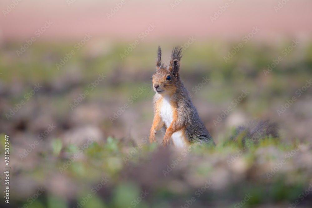 Obraz premium red squirrel in the forest