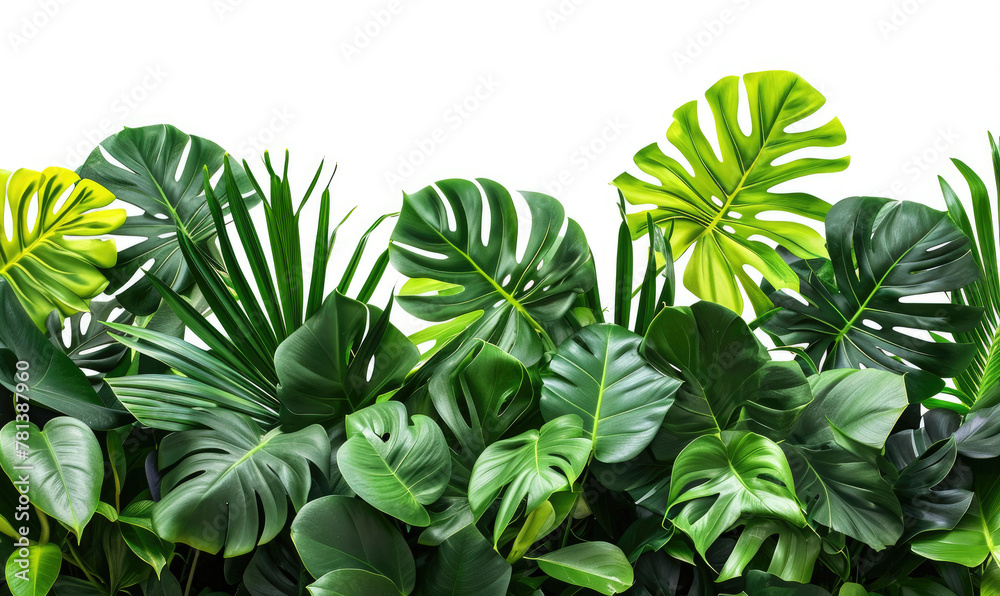 Green leaves of tropical plants bush floral arrangement indoors garden nature backdrop isolated on white background Green leaves of tropical plants bush floral arrangement indoors garden nature backdrop isolated on white background