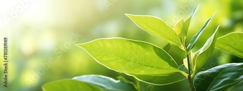 Close up view of green leaf on blurred greenery background under sunlight. Ecology and environment concept.