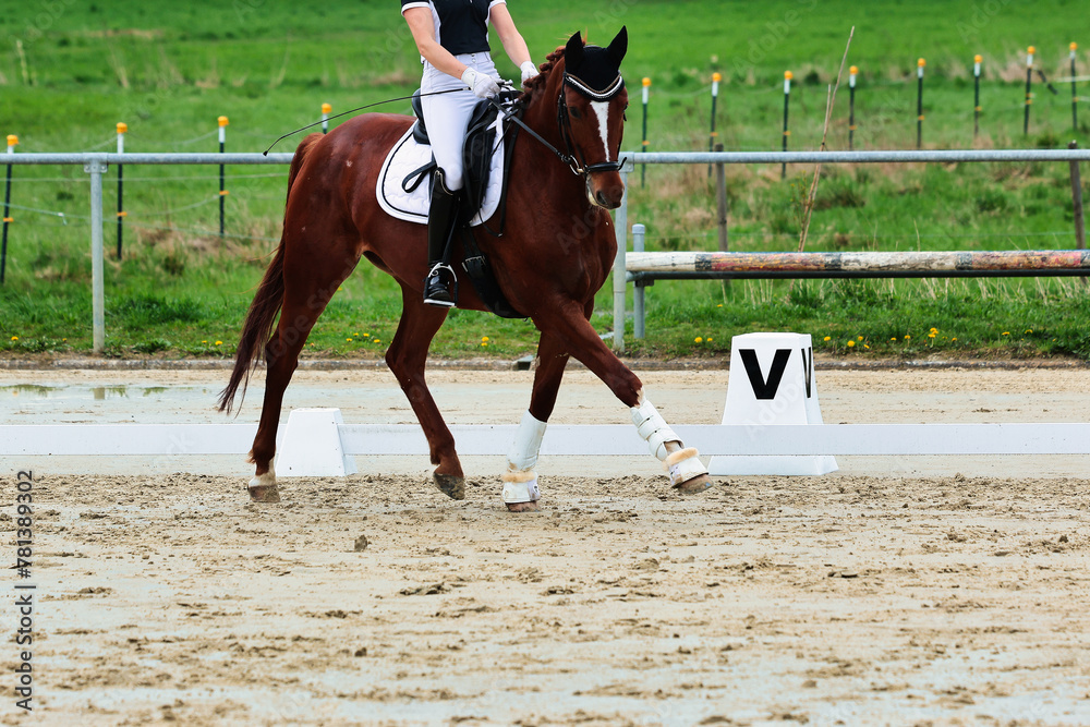 Horse training on the riding arena, close-up. Horse training on the riding arena, close-up.