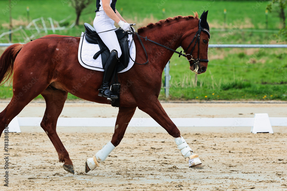Horse training on the riding arena, close-up. Horse training on the riding arena, close-up.