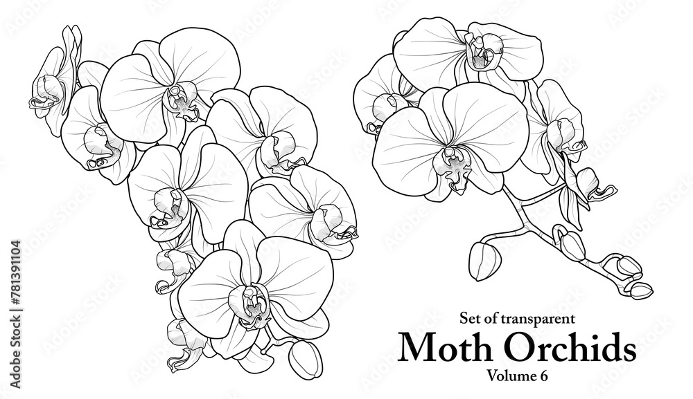 A series of isolated flower in cute hand drawn style. Moth Orchids in black outline and white plain on transparent background. Floral elements for coloring book or fragrance design. Volume 6.