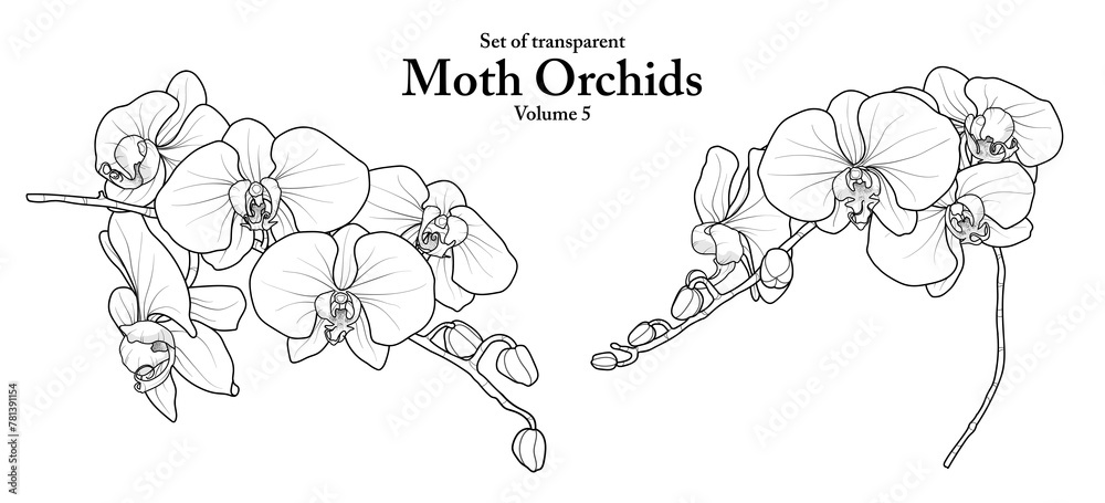 A series of isolated flower in cute hand drawn style. Moth Orchids in black outline on transparent background. Drawing of floral elements for coloring book or fragrance design. Volume 5.