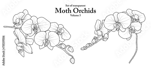 A series of isolated flower in cute hand drawn style. Moth Orchids in black outline and white plain on transparent background. Floral elements for coloring book or fragrance design. Volume 5.