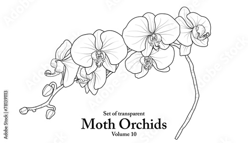 A series of isolated flower in cute hand drawn style. Moth Orchids in black outline and white plain on transparent background. Floral elements for coloring book or fragrance design. Volume 10.