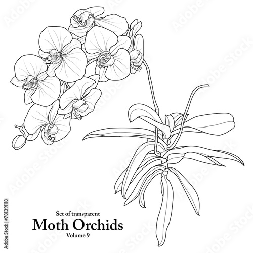 Wallpaper Mural A series of isolated flower in cute hand drawn style. Moth Orchids in black outline and white plain on transparent background. Floral elements for coloring book or fragrance design. Volume 9. Torontodigital.ca