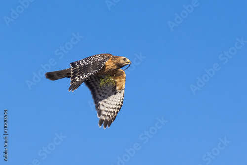 Red-shouldered hawk (Buteo lineatus) nesting photo